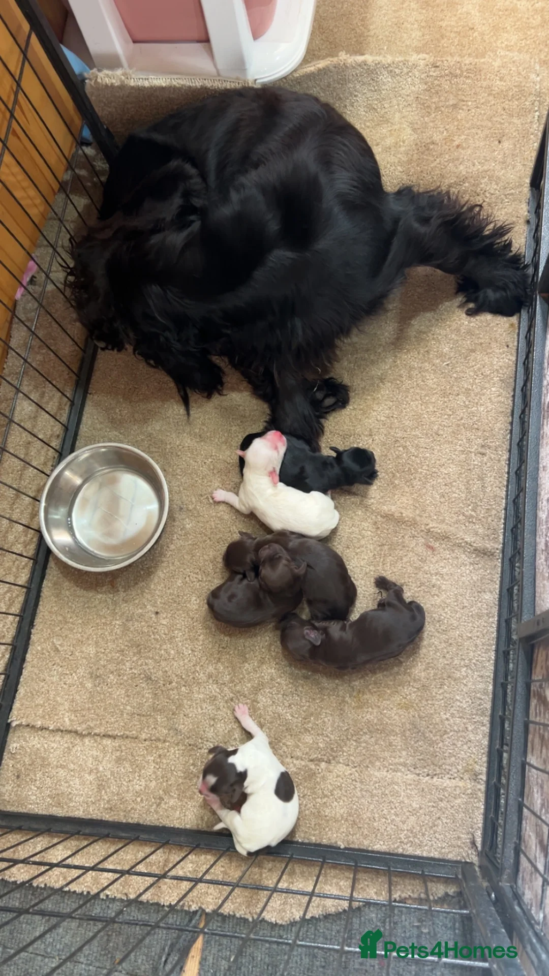 Cocker Spaniel dogs for sale: F1 cocker spaniel puppies ! in Sittingbourne - Advert 18