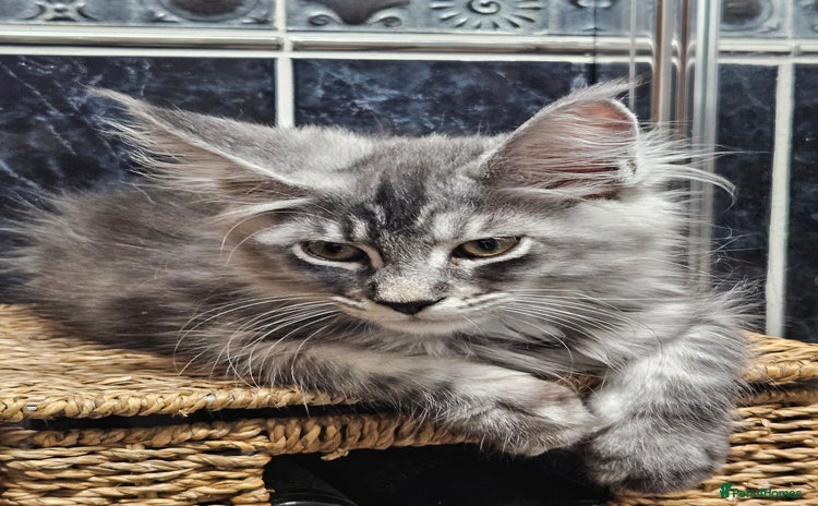Maine Coon cats - Advert 16