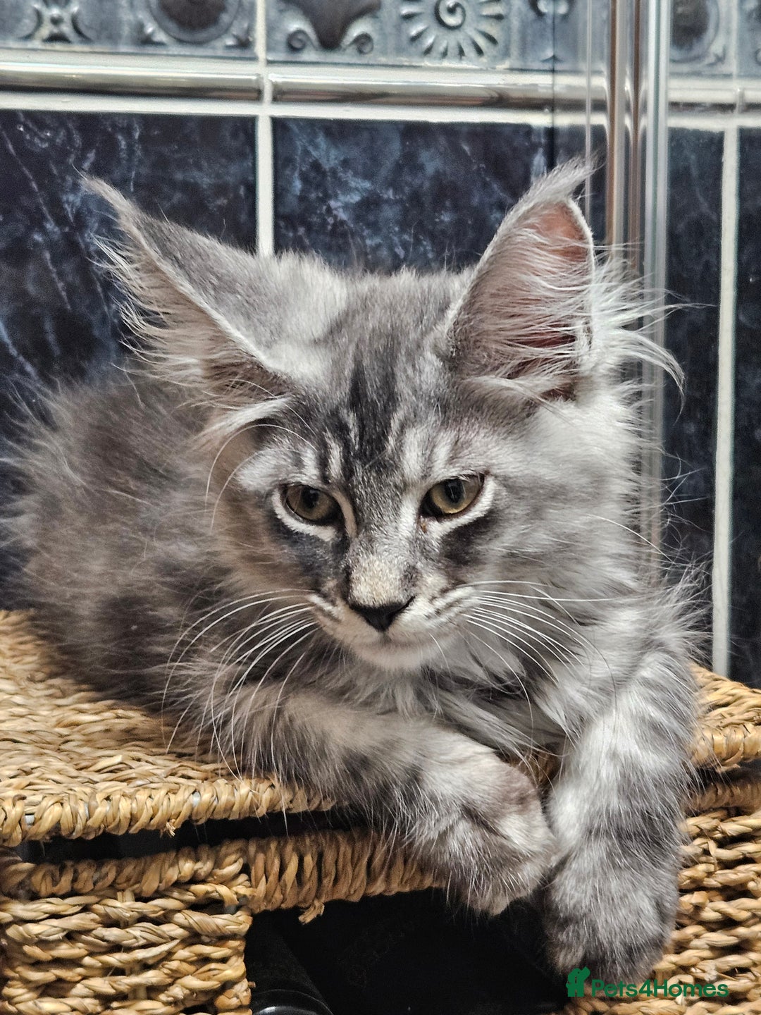 Maine Coon cats for sale:  💖💖 XL MAINE COON *💖💖 ACTIVE 💖💖READY NOW - Advert 2
