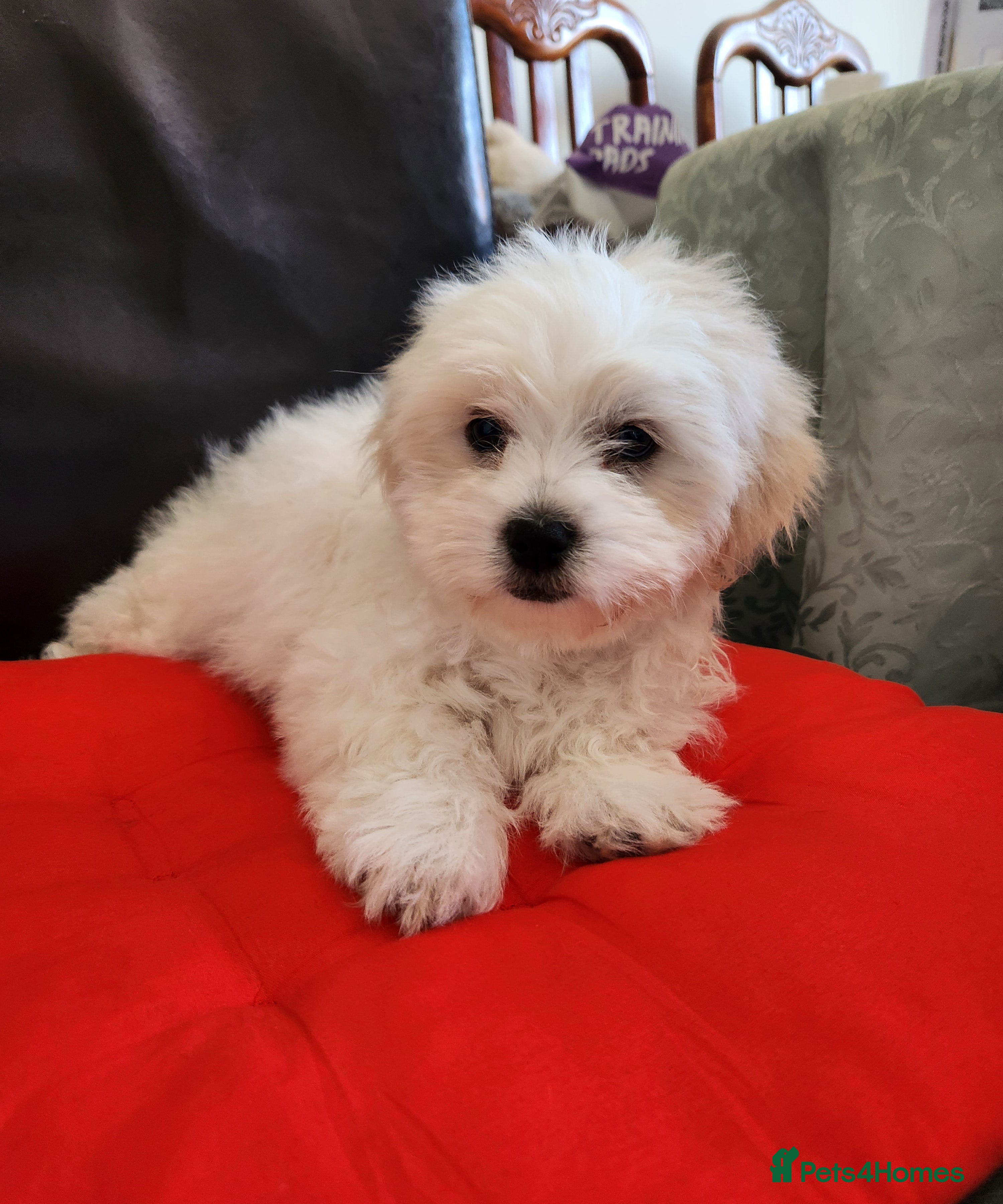 Bichon Frise dogs Bichon maltese for sale. - Advert 2