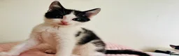 Mixed Breed cats for sale: Beautiful kitten ready for a new home - Advert 8