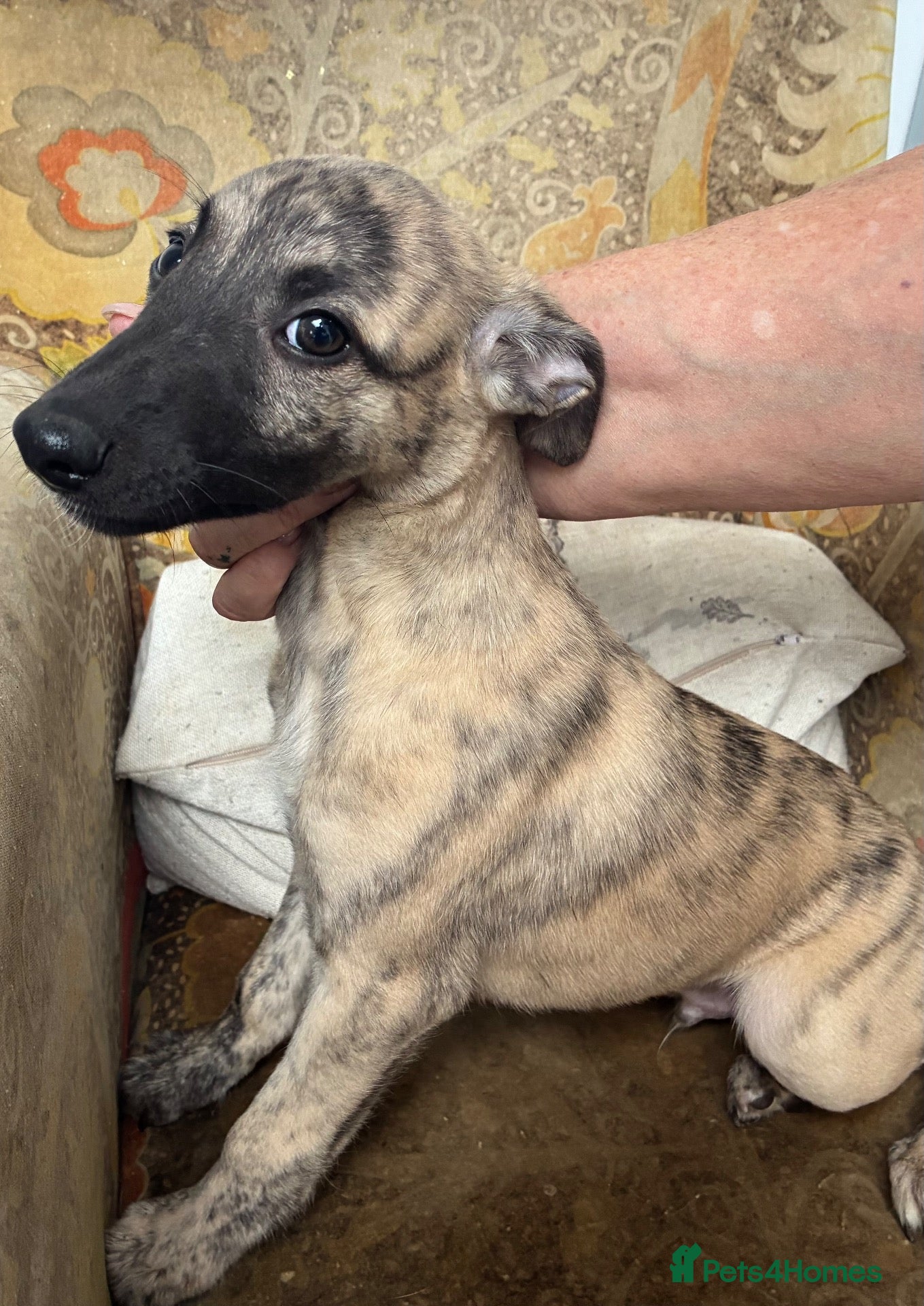 Whippet dogs Male whippet pups available  - Advert 2