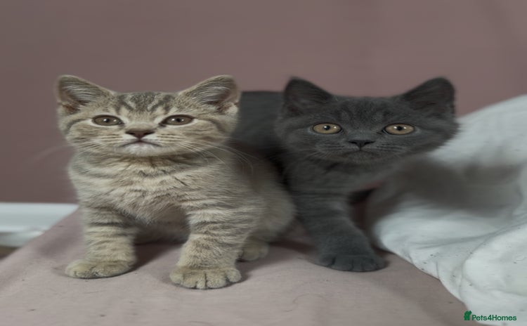 British Shorthair cats - Advert 1