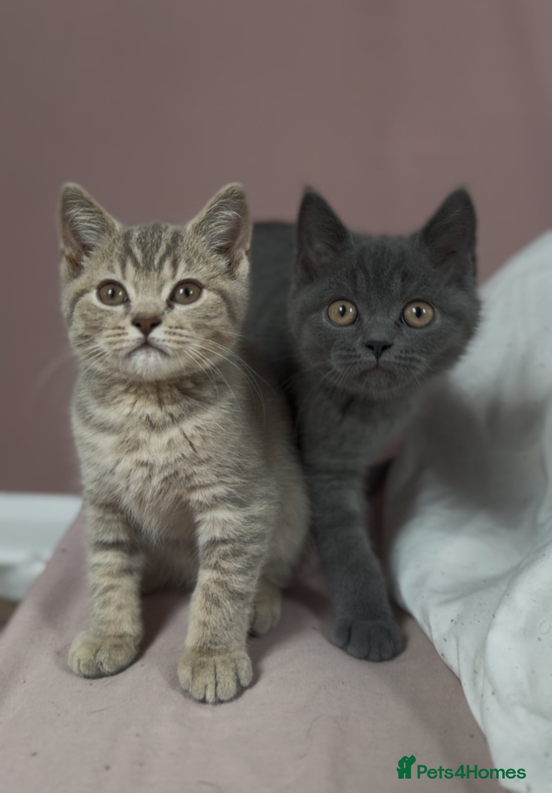 British Shorthair cats for sale: RARE lilac spot/blue British shorthair kittens - Image 5