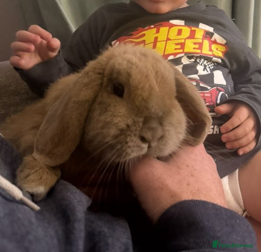 Mini Lop rabbits Mini Lop 5 year old girl in Porth - Advert 1