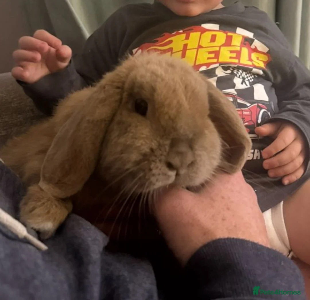 Mini Lop rabbits for sale: Mini Lop 5 year old girl in Porth - Advert 1
