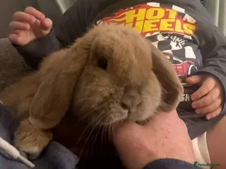 Mini Lop rabbits Mini Lop 5 year old girl in Porth - Advert 1