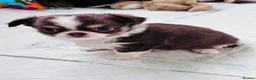 Chihuahua dogs for sale: chocolate tri long coat chihuahua puppies  - Advert 20