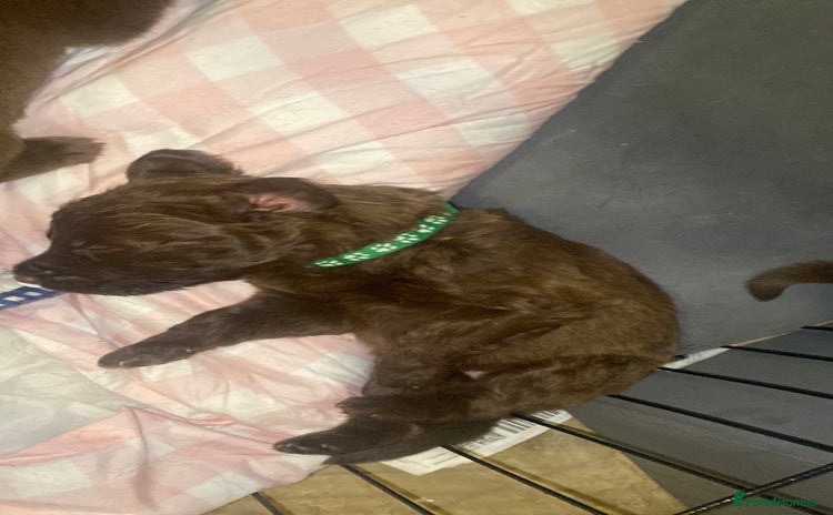 Mixed Breed dogs Beautiful Family-Raised Sheprador Puppies - Advert 14