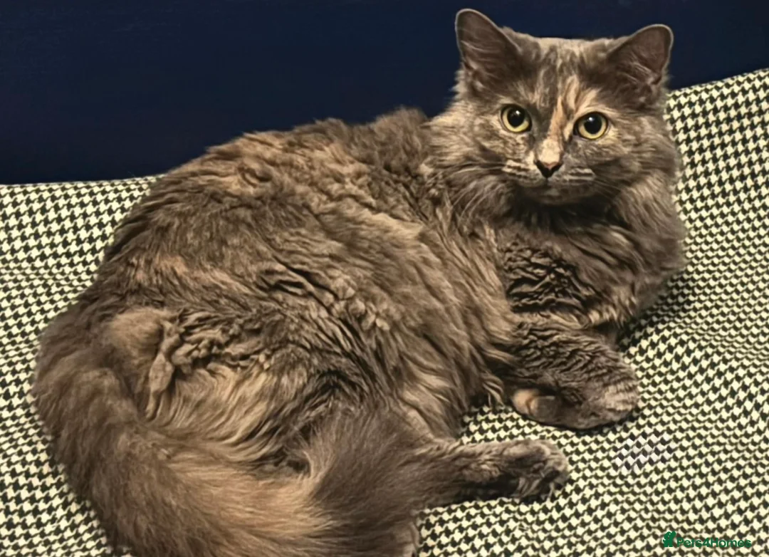 British Longhair cats for sale: Stunning adult cat for rehoming  - Advert 2