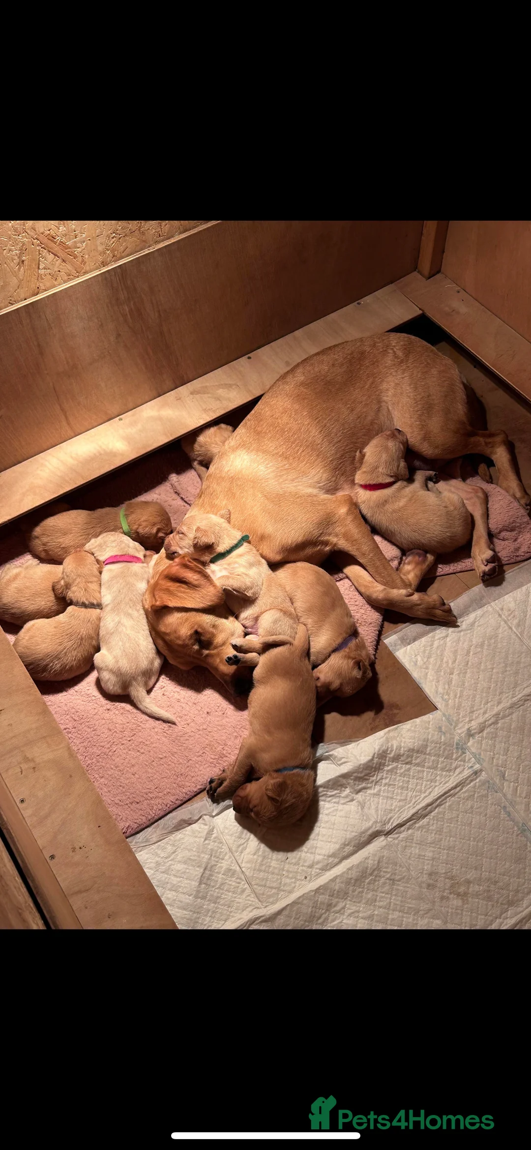 Labrador Retriever dogs for stud: Labrador stud boys in Saltburn-by-the-Sea - Advert 12