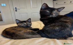 Mixed Breed cats for sale: Pair of bonded, tortoise shell, ragdoll kittens - Image 2