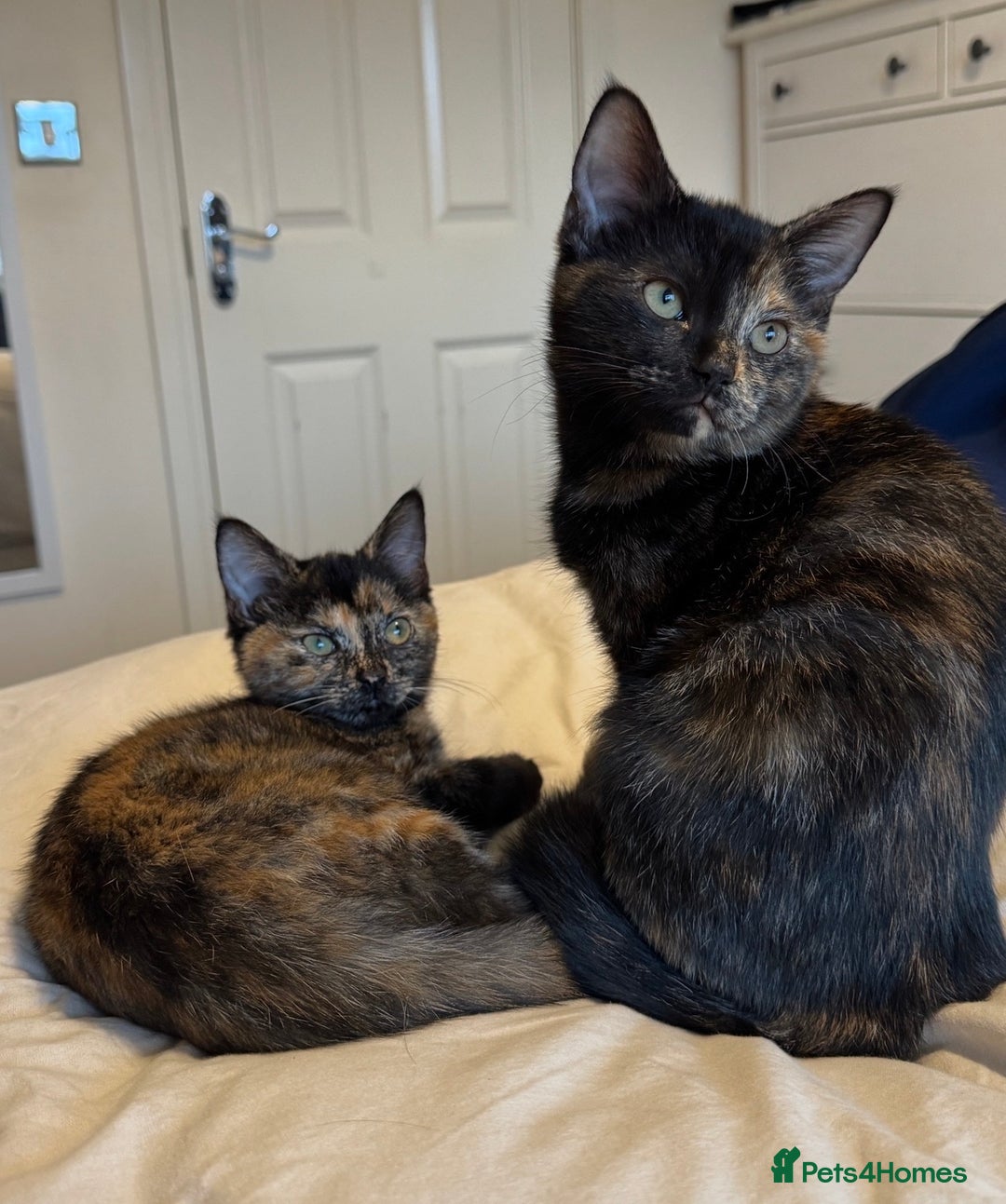 Mixed Breed cats for sale: Pair of bonded, tortoise shell, ragdoll kittens - Image 2