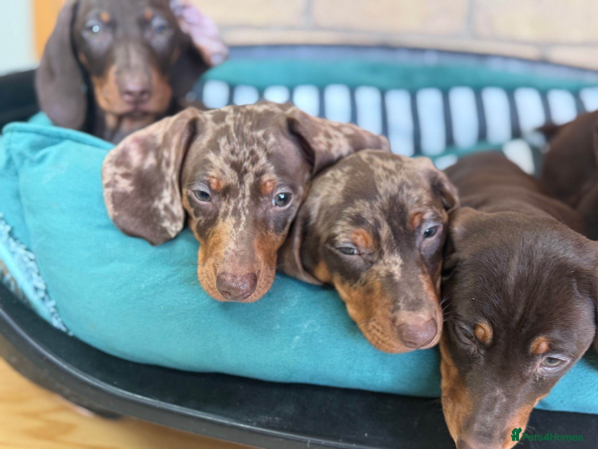Dachshund dogs Lovely Dachshunds!  - Advert 2