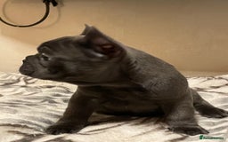 French Bulldog dogs for sale: French bulldog puppy’s  - Image 12