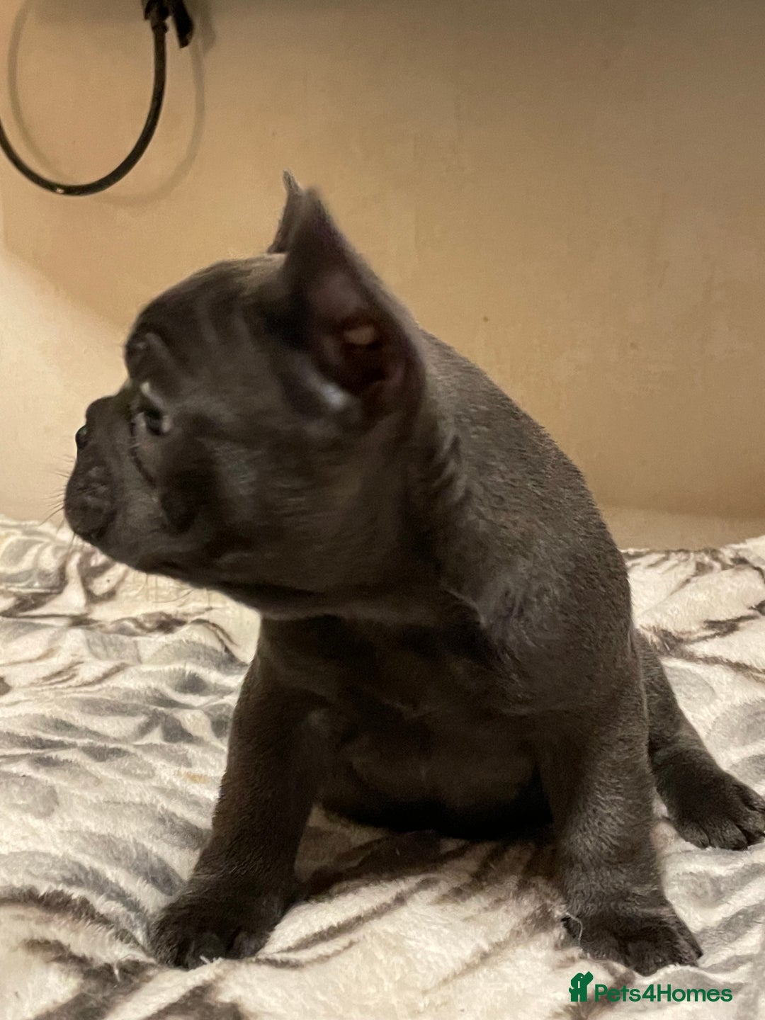 French Bulldog dogs for sale: French bulldog puppy’s  - Image 12