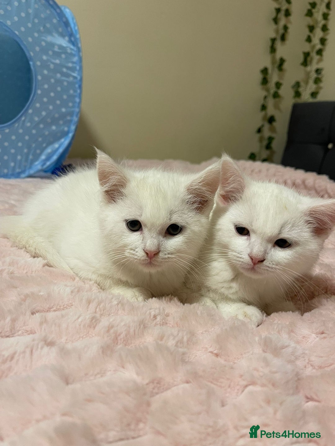 Ragdoll cats for sale: Ragdoll cross British Short Hair Kittem  - Advert 5