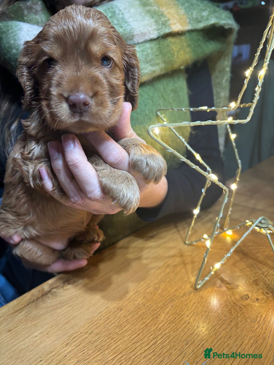 Cocker Spaniel dogs for sale: KC registered Health tested Show cocker spaniels - Advert 6