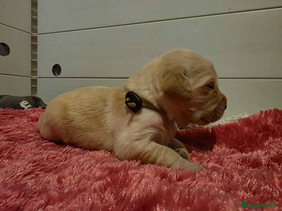 Golden Retriever dogs for sale: KC Golden Retriever puppies for sale - Advert 9