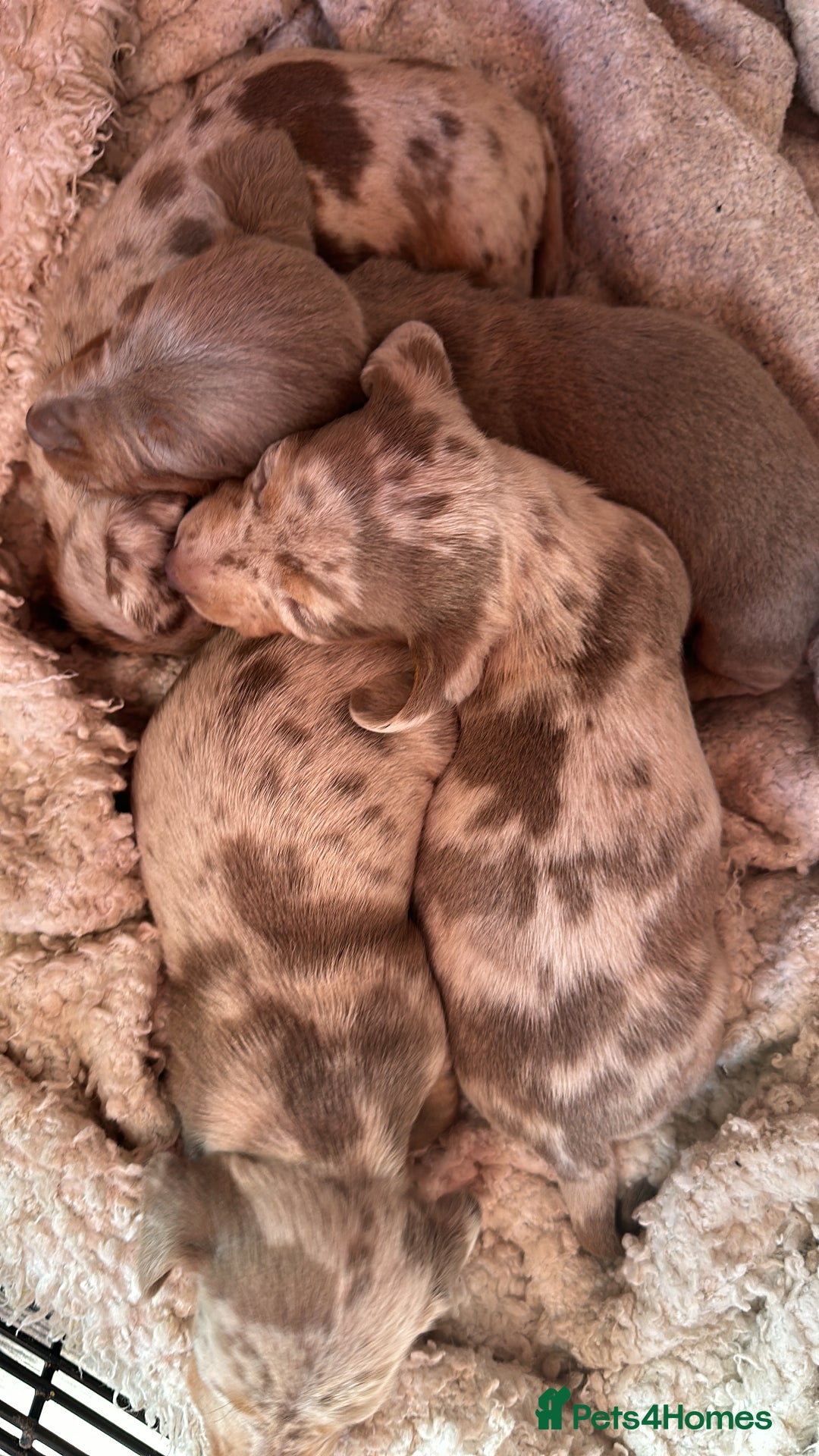 Dachshund dogs for stud: Kc studs available 💥both proven  in Bilston - Image 16