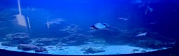 Butterfly Fish fish for sale: Marine fish for sale  - Advert 4