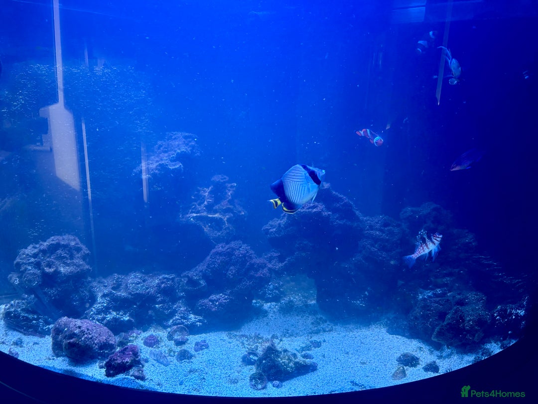 Butterfly Fish fish for sale: Marine fish for sale  - Image 4