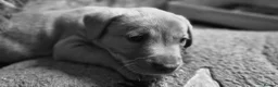 Labrador Retriever dogs for sale: Fox red labrador puppies  in Launceston - Advert 6