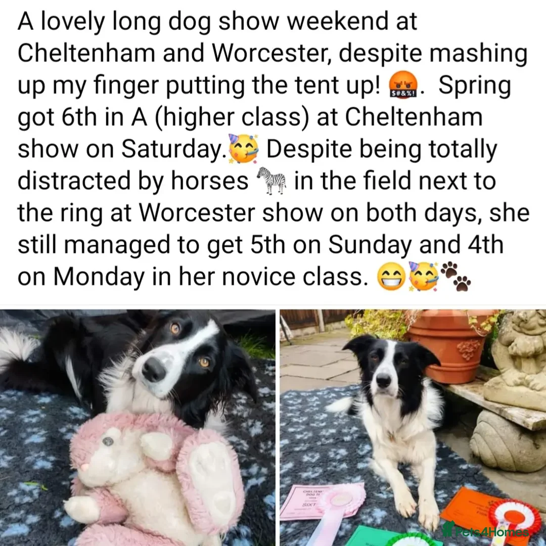 Border Collie dogs for stud: ISDS&KC Fully Tested Border Collie for Stud in Bicester - Advert 26