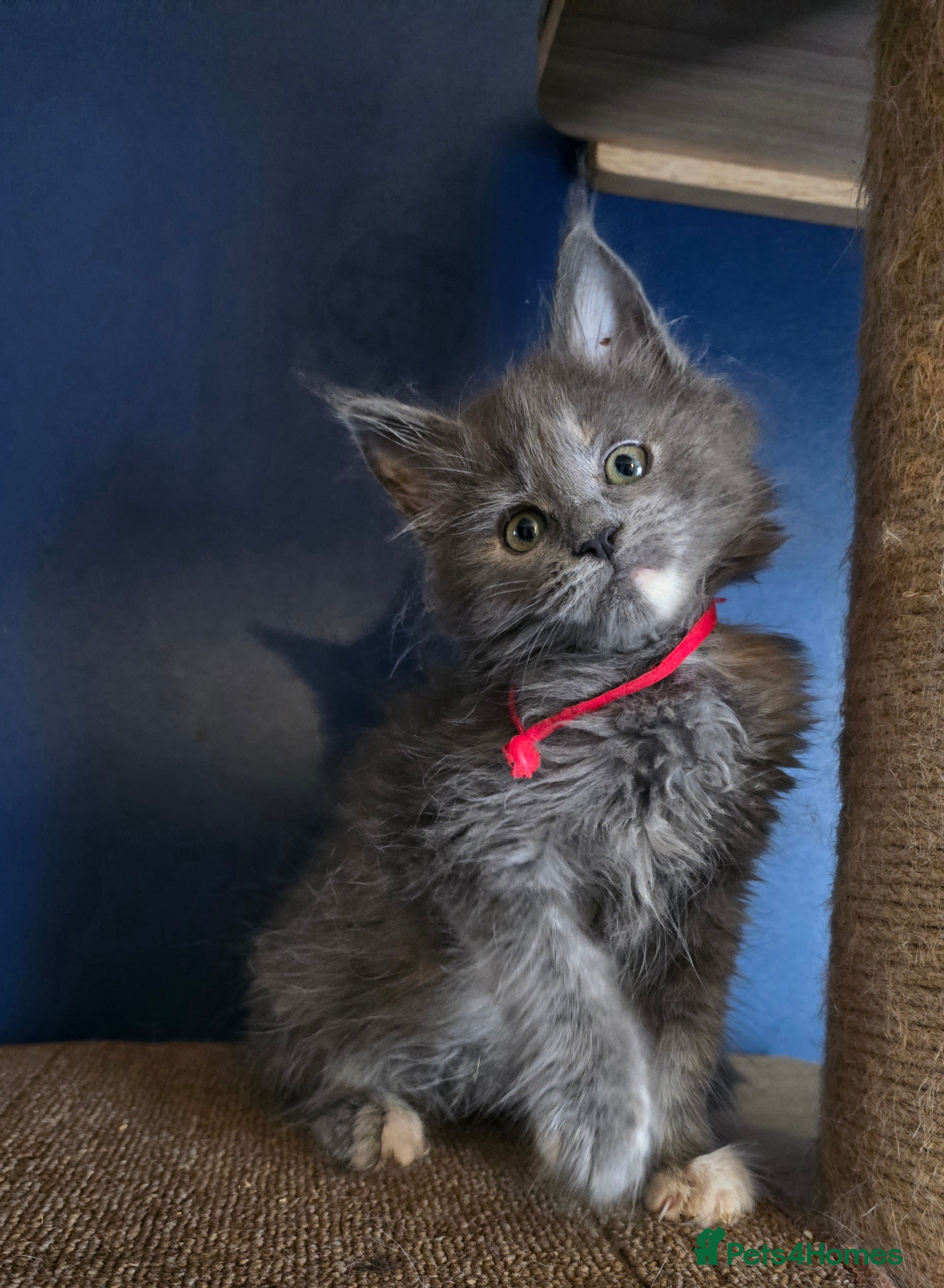 Maine Coon cats Last Boy -Maine Coon  - Advert 11