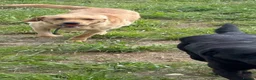 Labrador Retriever dogs for sale: Labrador male 13 months  - Advert 3