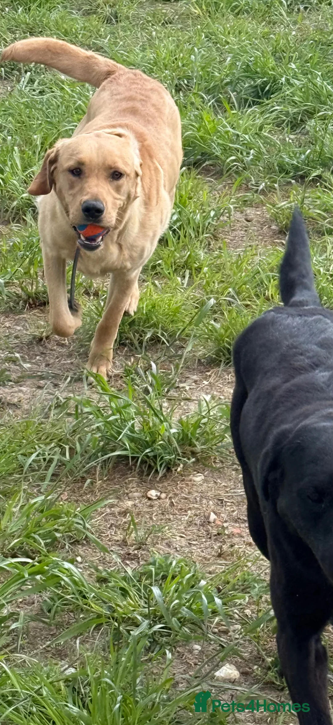Labrador Retriever dogs for sale: Labrador male 13 months  - Advert 3