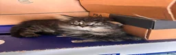 Mixed Breed cats for sale: Kittens long haired half ragdoll  - Advert 7