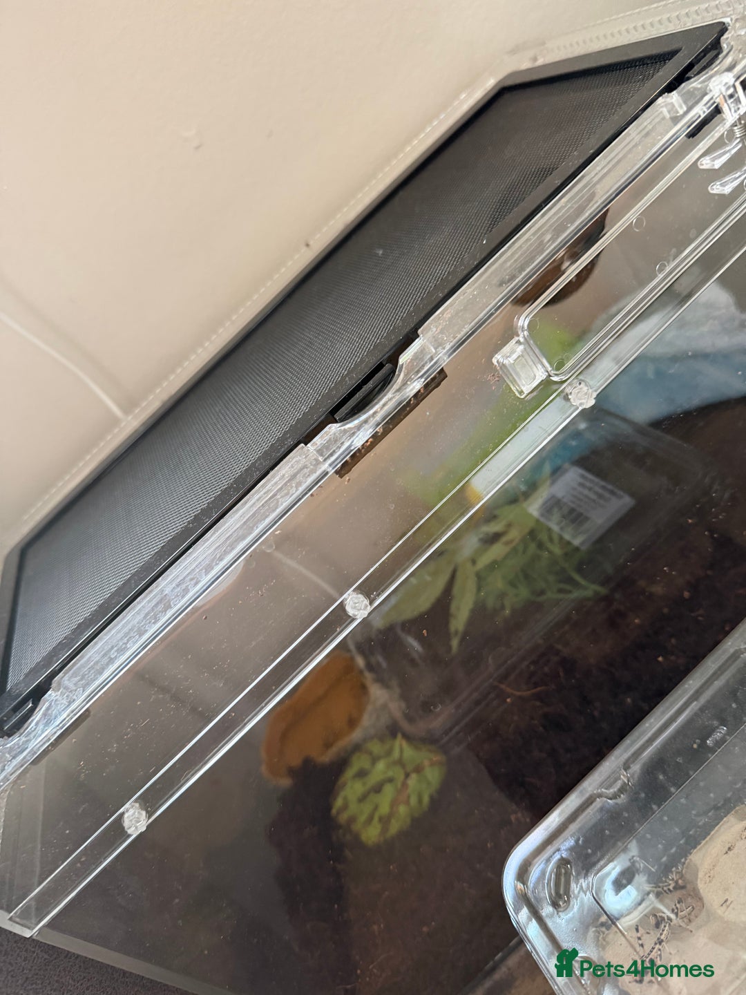 Frog reptiles for sale: Two Pac-Man frogs and set ups  - Advert 3