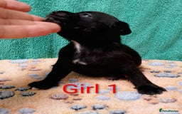 Staffordshire Bull Terrier dogs for sale: KC Registered Champions Bloodline Show Quality  - Image 17