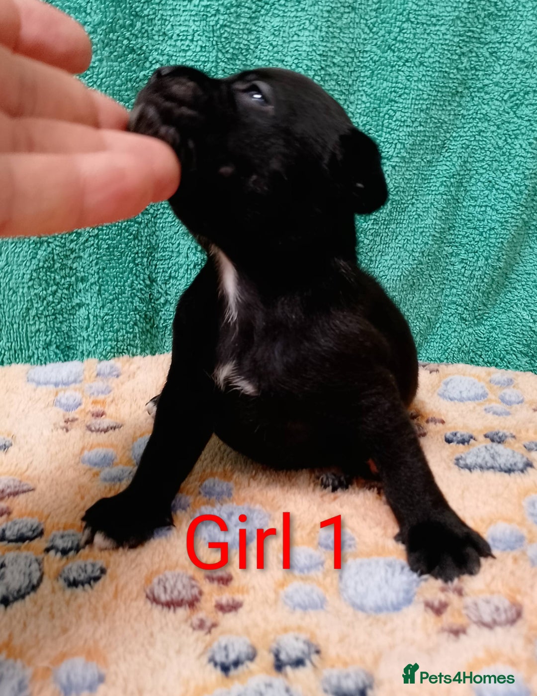 Staffordshire Bull Terrier dogs for sale: KC Registered Champions Bloodline Show Quality  - Image 17