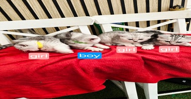 British Shorthair cats - Advert 8