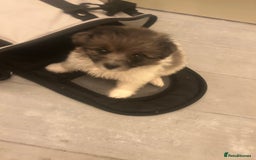 Mixed Breed dogs for sale: Beautiful Pomachons  - Image 4
