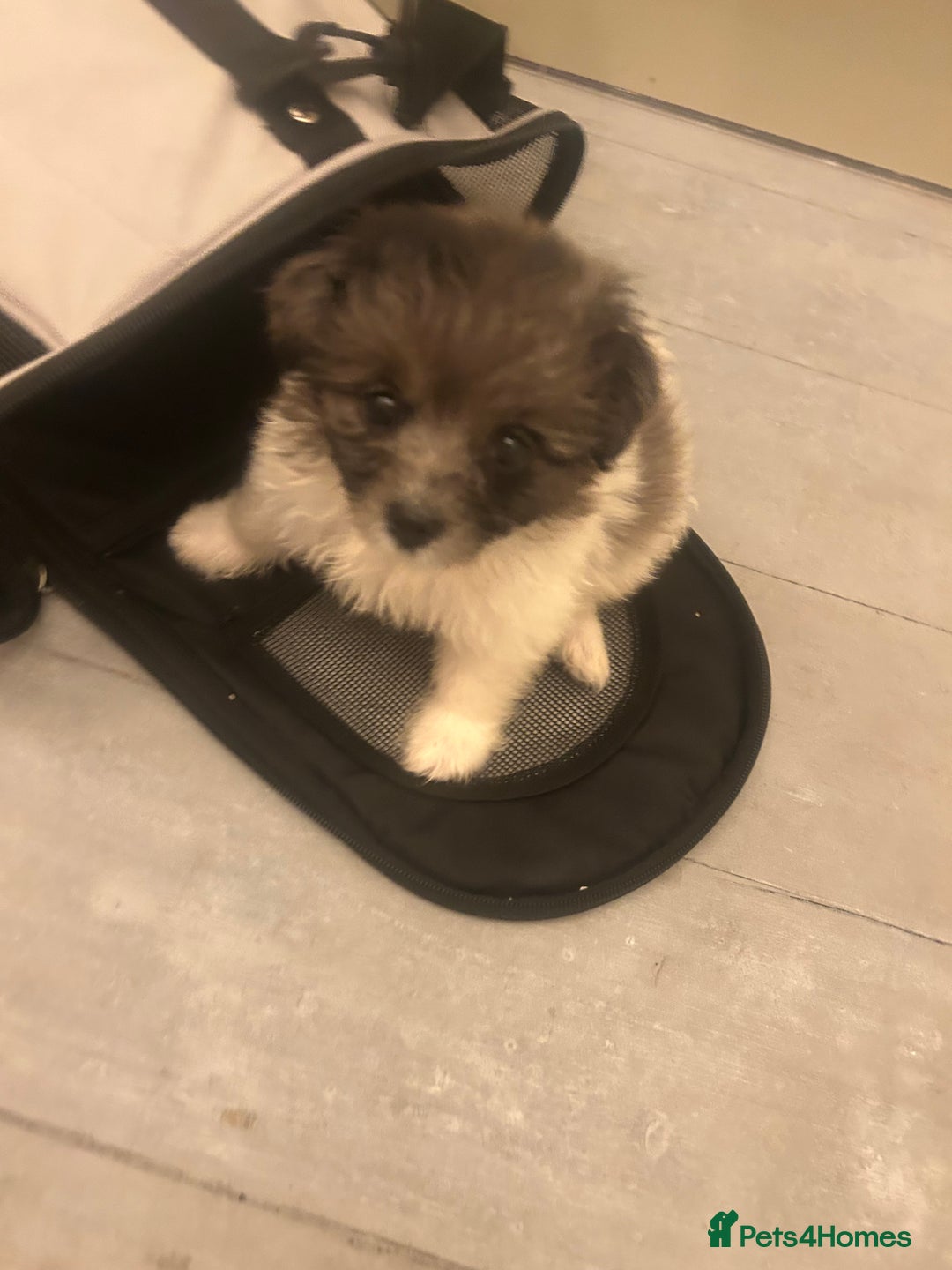 Mixed Breed dogs for sale: Beautiful Pomachons  - Image 4