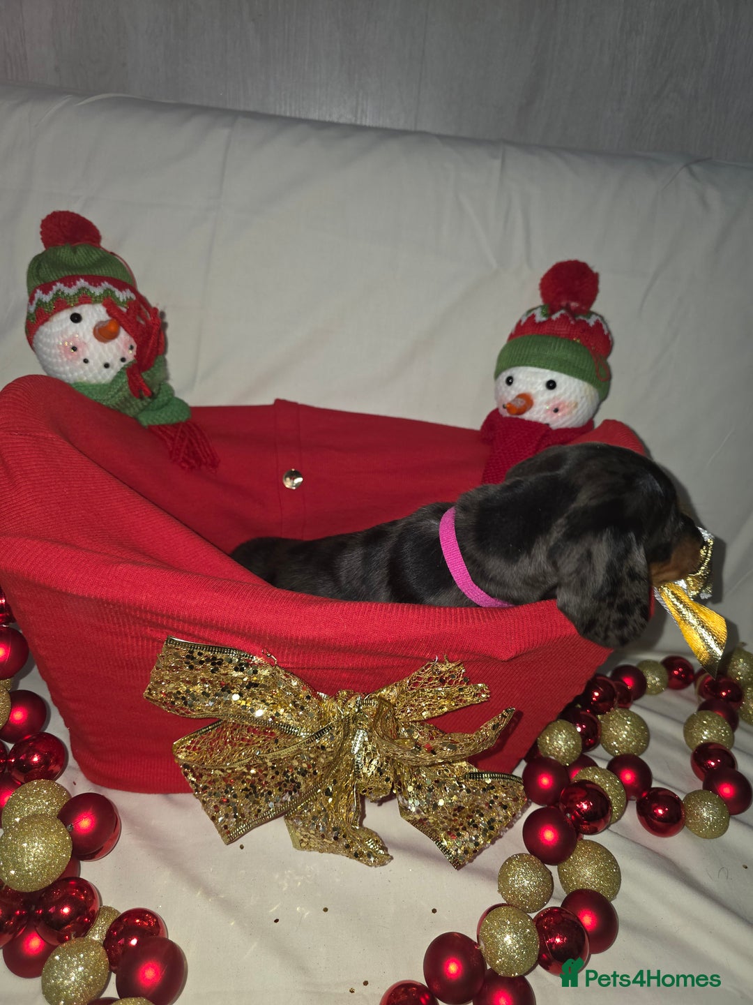 Miniature Dachshund dogs for sale: Miniature dachshund  - Advert 24