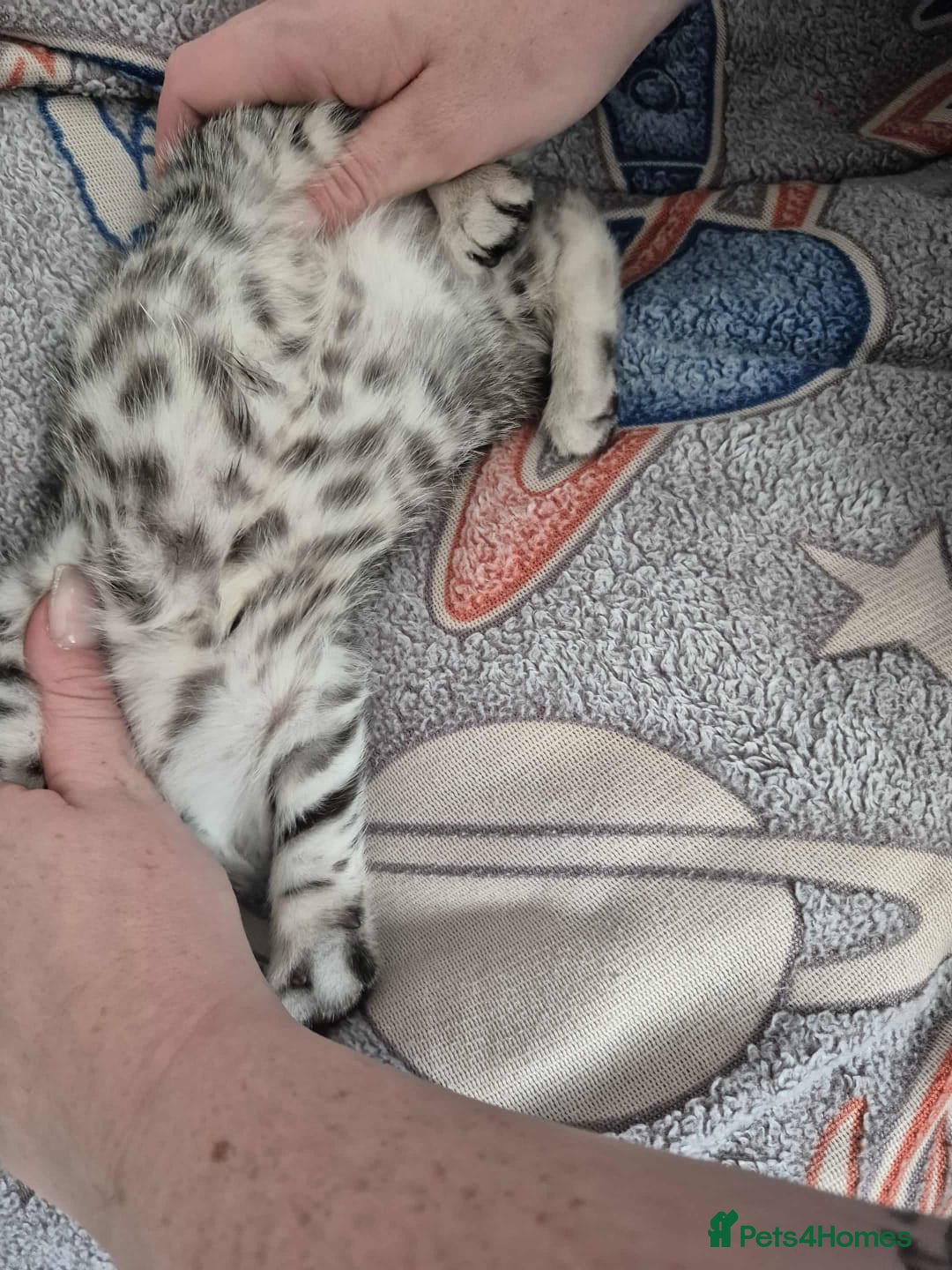 Mixed Breed cats for sale: Mixed bengal kittens  - Image 30