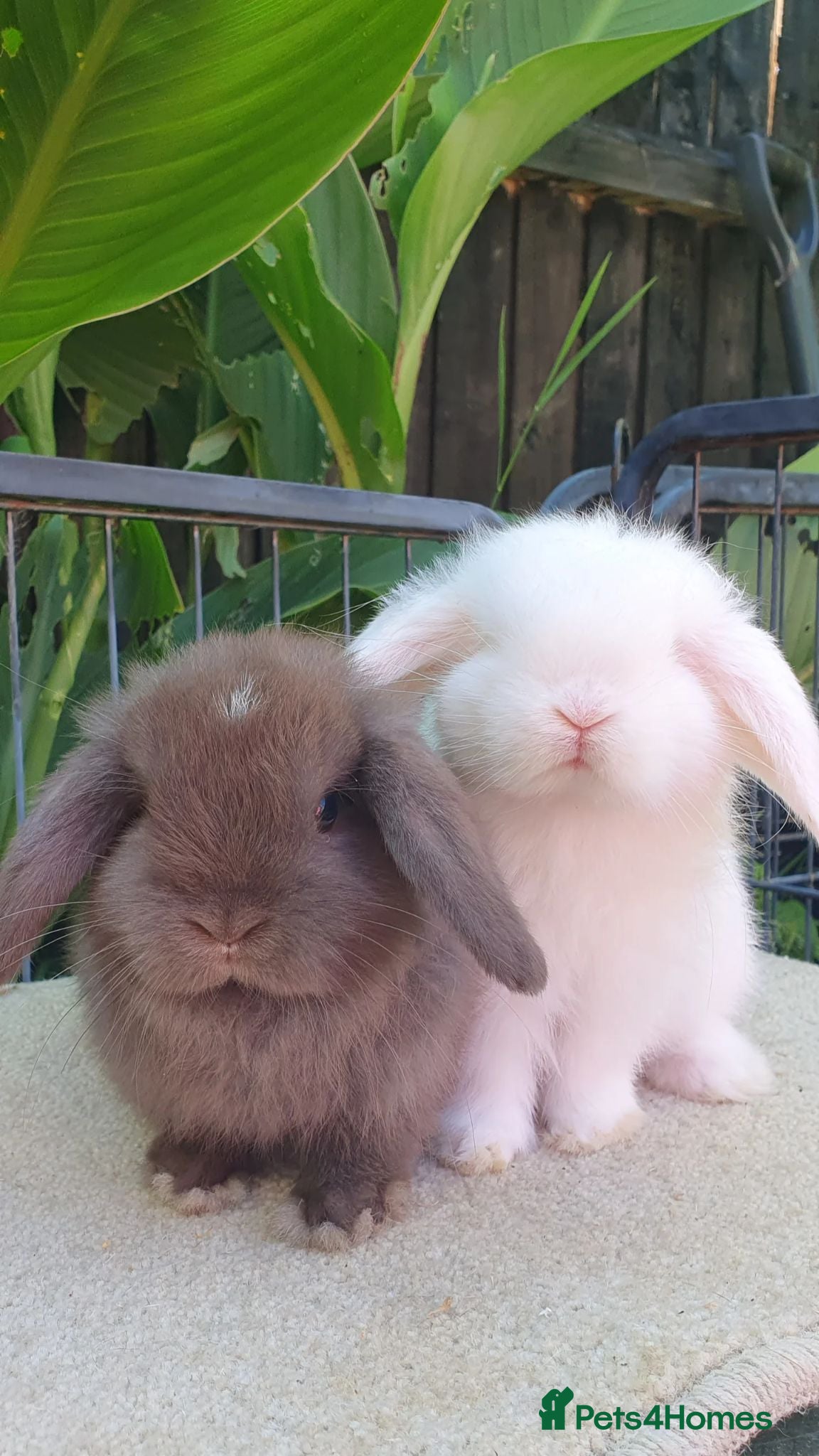 Mini Lop rabbits Baby minilops now available  - Advert 1