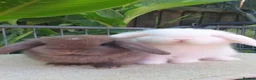 Mini Lop rabbits for sale: Baby minilops and lionlops now available  - Advert 1