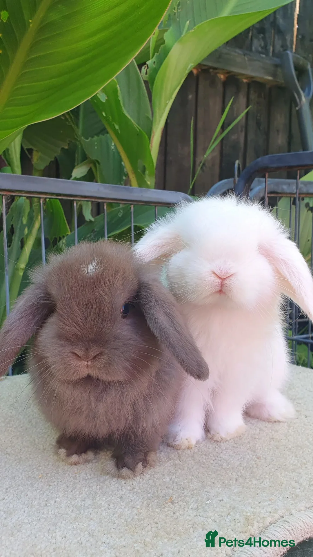 Mini Lop rabbits for sale: Baby minilops and lionlops now available  - Advert 1