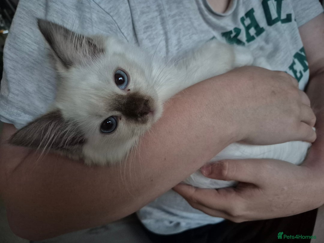 Ragdoll cats for sale: TWO LEFT.*** SEAL MINK SEAL TABBY MINK - Image 7