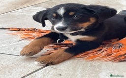Bernese Mountain Dog dogs for sale: Boys and girls available.  - Image 13