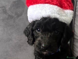 Cockapoo dogs Cockerpoo - Advert 11