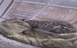 Savannah cats for sale: Saphire - Image 4