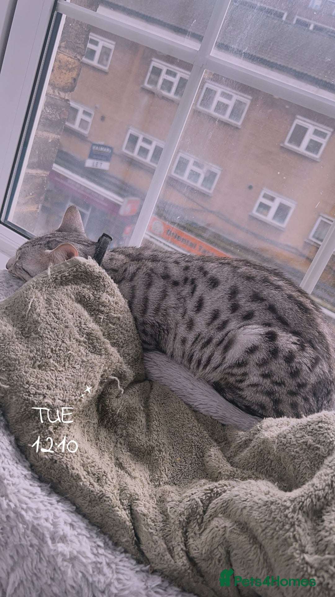 Savannah cats for sale: Saphire - Image 4