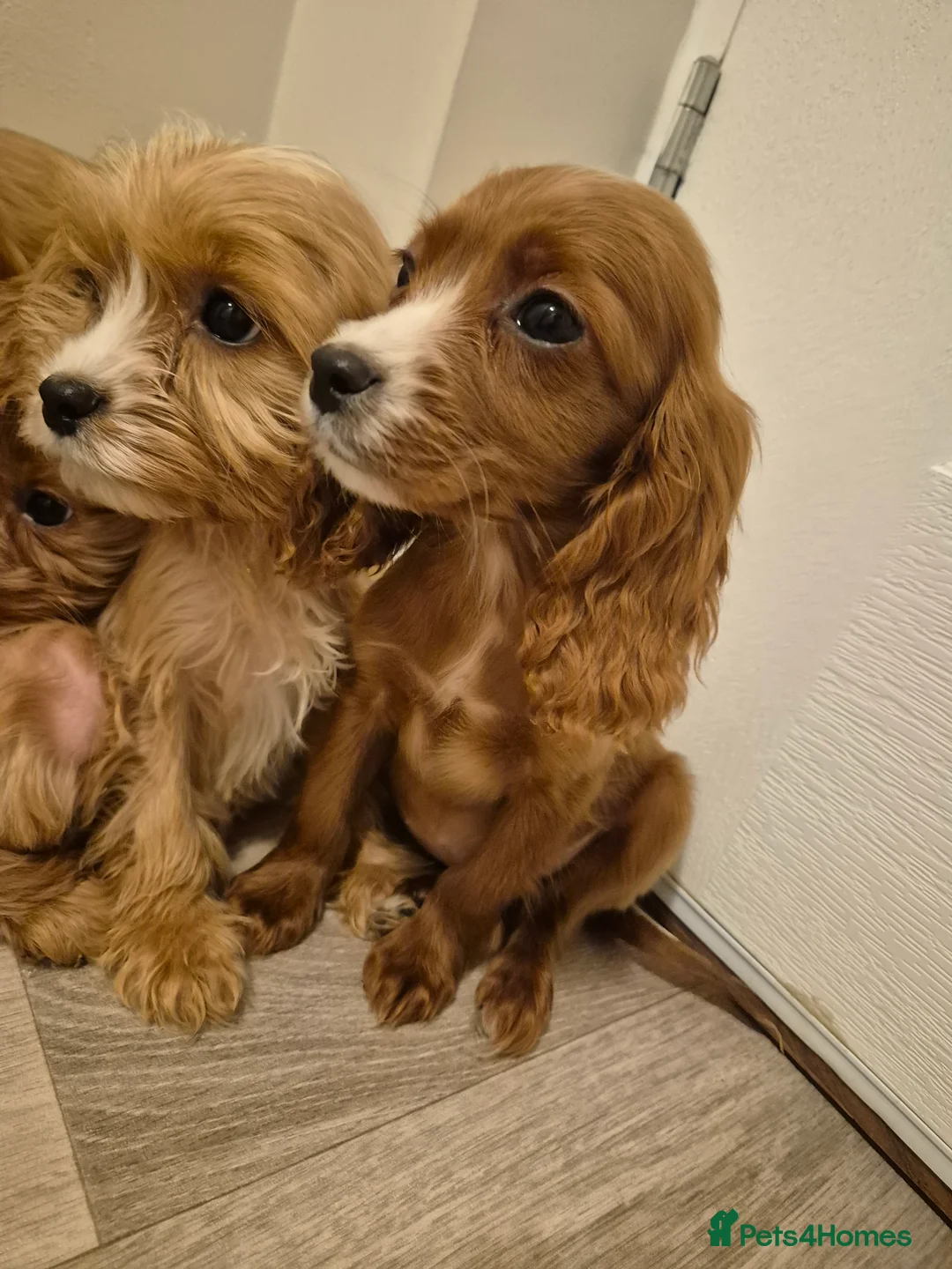 Cavapoo dogs for sale: Cavapoo - Advert 8