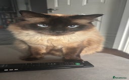 Ragdoll cats for sale: Ragdoll for sale - Image 2